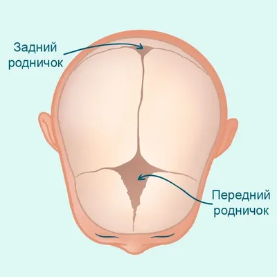 Где находится темечко у человека фото