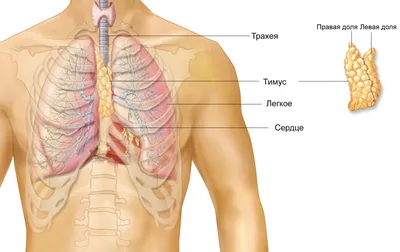 [79+] Где находится вилочковая железа у человека фото фото
