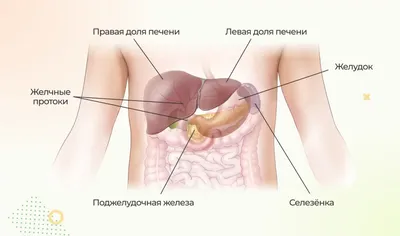 Где расположена селезенка у человека фото