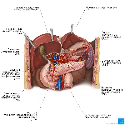 [75+] Где расположена селезенка у человека фото фото