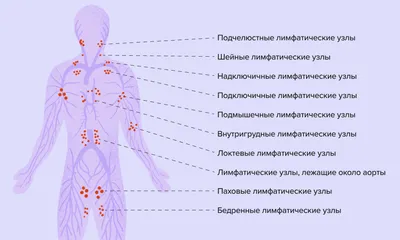 Где у человека лимфоузлы фото