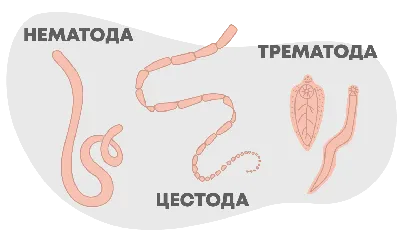 Изображения гельминтов на фоне собак, в хорошем качестве