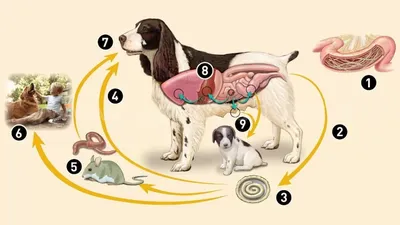 Картинки гельминтов у собак для скачивания