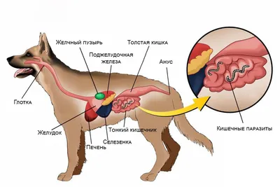 Изображения с гельминтами у собак в webp формате