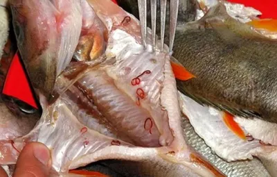 Рыбные правила. Свежая рыба, икра, деликатесы. - 🐟 ПАРАЗИТЫ В РЫБЕ 🐟 ⠀  Друзья, всем доброго дня! Несколько недель этот пост болтался у меня в  заметках, но сегодня я наткнулась у одних