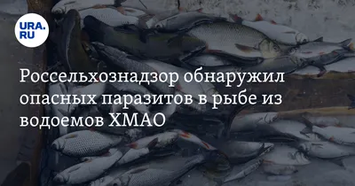 Неприятный сюрприз: что делать, если в купленном товаре оказались паразиты?