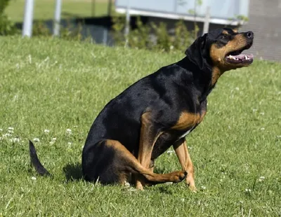 Фото геморроя у собак в формате webp: скачать обои