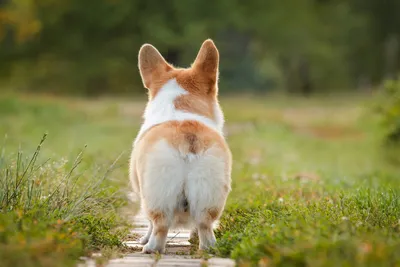 Фотографии геморроя у собак: выберите формат для скачивания