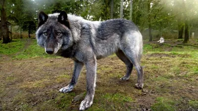 Фото гибрида волка и собаки: удивительные фотографии с неповторимым сочетанием