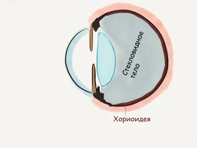 Глаза собаки: изображения в формате webp для скачивания бесплатно