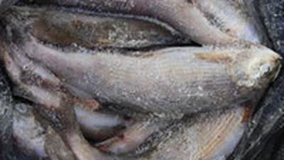 Информация Федеральной службы по надзору в сфере защиты прав потребителей и  благополучия человека от 18 апреля 2019 г. “О рисках, связанных с  употреблением рыбы и рыбной продукции”