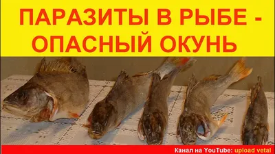 Мерзких паразитов обнаружила в купленной рыбе жительница Георгиевска