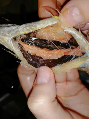 Рыба Свежемороженая Минтай - «Такая полезная рыба минтай, и доступна  каждому, но вот червей я не ожидала увидеть, и съесть их за вечерней  трапезой» | отзывы