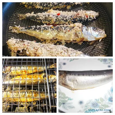 Глисты в рыбе: как выглядят и что делать, если съела зараженную рыбу -  tochka.net
