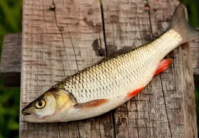 Паразиты в рыбе: опасные для человека, как они выглядят, описание