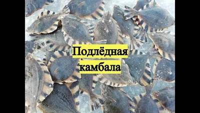 Рыбалка на Тилигульском лимане | fishingfamily.com.ua