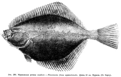 Камбала. Описание, интересные факты, разновидности | Пикабу