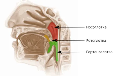 Глотка — Википедия