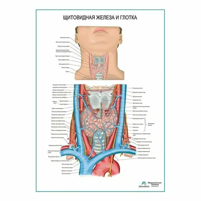 Изображения с историей: Глотка человека в формате WebP | Глотка человека  Фото №758291 скачать