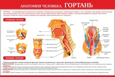 Анатомия : Глотка. Строение глотки. Мышцы глотки. Кровоснабжение и  иннервация глотки. Акт глотания