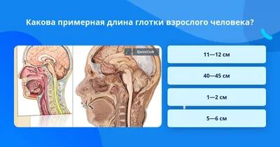 Анатомическая модель гортани глотки человека | AliExpress