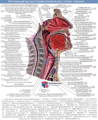 Глотка и гортань человека | Human anatomy and physiology, Medical school  studying, Medical