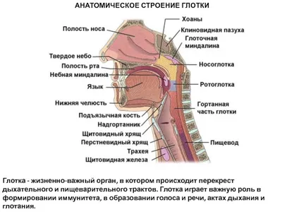 Ротовая полость, глотка и пищевод - 3D-сцены - Цифровое образование и  обучение Мozaik