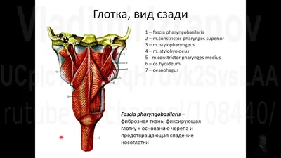 Тело человека. Энциклопедия с окошками – купить по лучшей цене на сайте  издательства Росмэн