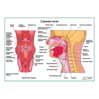 Анатомия : Глотка. Строение глотки. Мышцы глотки. Кровоснабжение и  иннервация глотки. Акт глотания
