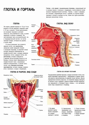 Гортань Дыхательной Системы Человека Анатомия Глотки стоковое фото  ©magicmine 589337652