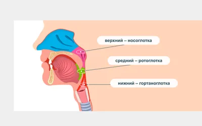 Глубокая глотка» — создано в Шедевруме