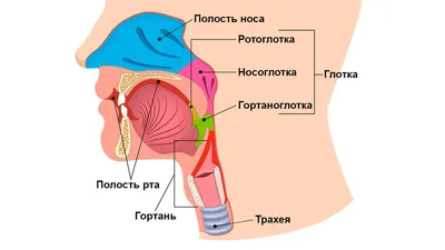 Гортань человека: что это, где находится, как выглядит и работает, почему  может болеть