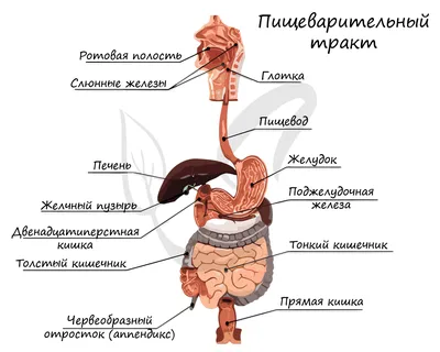 Гортань Дыхательной Системы Человека Анатомия Глотки стоковое фото  ©magicmine 589337772