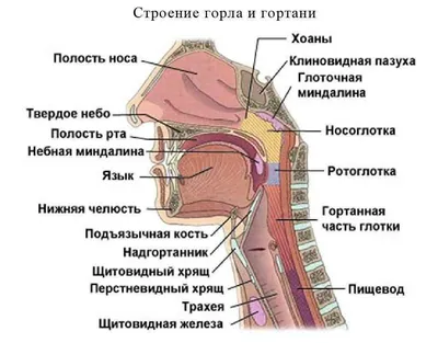 Свет и тень: Картинки носоглоток для вашего выбора | Носоглотки человека  Фото №767382 скачать