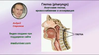 Мышцы глотки. Сагиттальный разрез (анатомия человека) плакат глянцевый А1+,  плотная фотобумага от 200г/м2 - купить с доставкой по выгодным ценам в  интернет-магазине OZON (262883662)