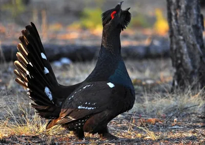 Глухарь - Tetrao urogallus - Птицы (Aves) - Разделы - Красная книга  Оренбургской области