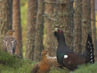 Birds' voices How the Wood grouse sings capercailzie - YouTube