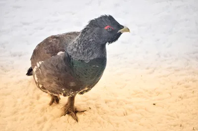 Каменный глухарь (Tetrao urogalloides). Фотогалерея птиц. Фотографии птиц  России, Беларуси, Украины, Казахстана, Таджикистана, Азербайджана.