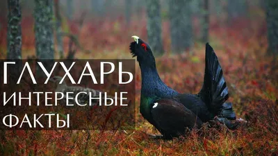 Глухарь (Животный мир Восточно- Казахстанской Области) · iNaturalist