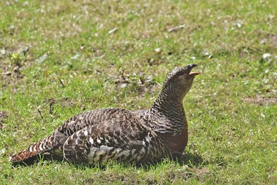 Каменный глухарь - eBird