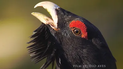 Wood Grouse (Tetrao urogallus) - Bird of 2020 | Film Studio Aves - YouTube