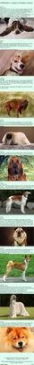 Фото глупых собак в разных форматах скачивания.
