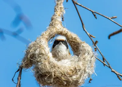 Вид сверху гнезда птиц с яиц Стоковое Изображение - изображение  насчитывающей дисплей, яичка: 184903705