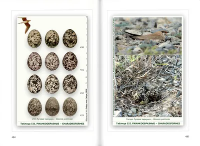 Гнёзда птиц Сибири и сопредельных регионов. Том 3 | Nests of birds of  Siberia and neighboring regions. Vol. 3.