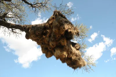 Гнёзда птиц Сибири и сопредельных регионов. Том 1 | Nests of birds of  Siberia and neighboring regions. Vol. 1.