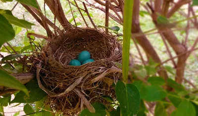 Гнёзда птиц Сибири и сопредельных регионов. Том 3 | Nests of birds of  Siberia and neighboring regions. Vol. 3.