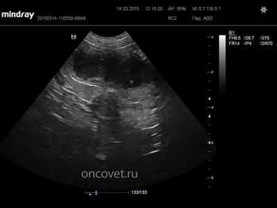 Фотография гнойника у собаки - подчеркните собачью заботу и здоровье