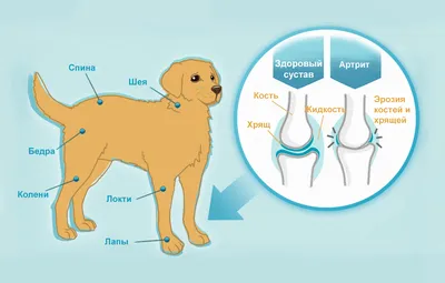 Фото с особенностями гнойного артрита у собак в высоком разрешении