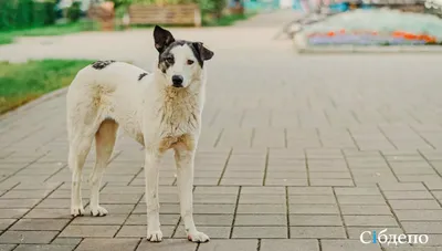 Фотографии гнойного артрита у собак: скачать напрямую в jpg