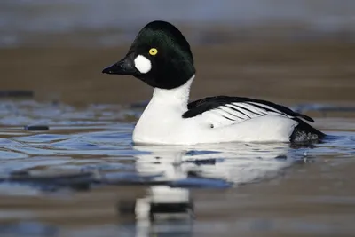 Гоголь (Bucephala clangula). Фотогалерея птиц. Фотографии птиц России,  Беларуси, Украины, Казахстана, Таджикистана, Азербайджана.